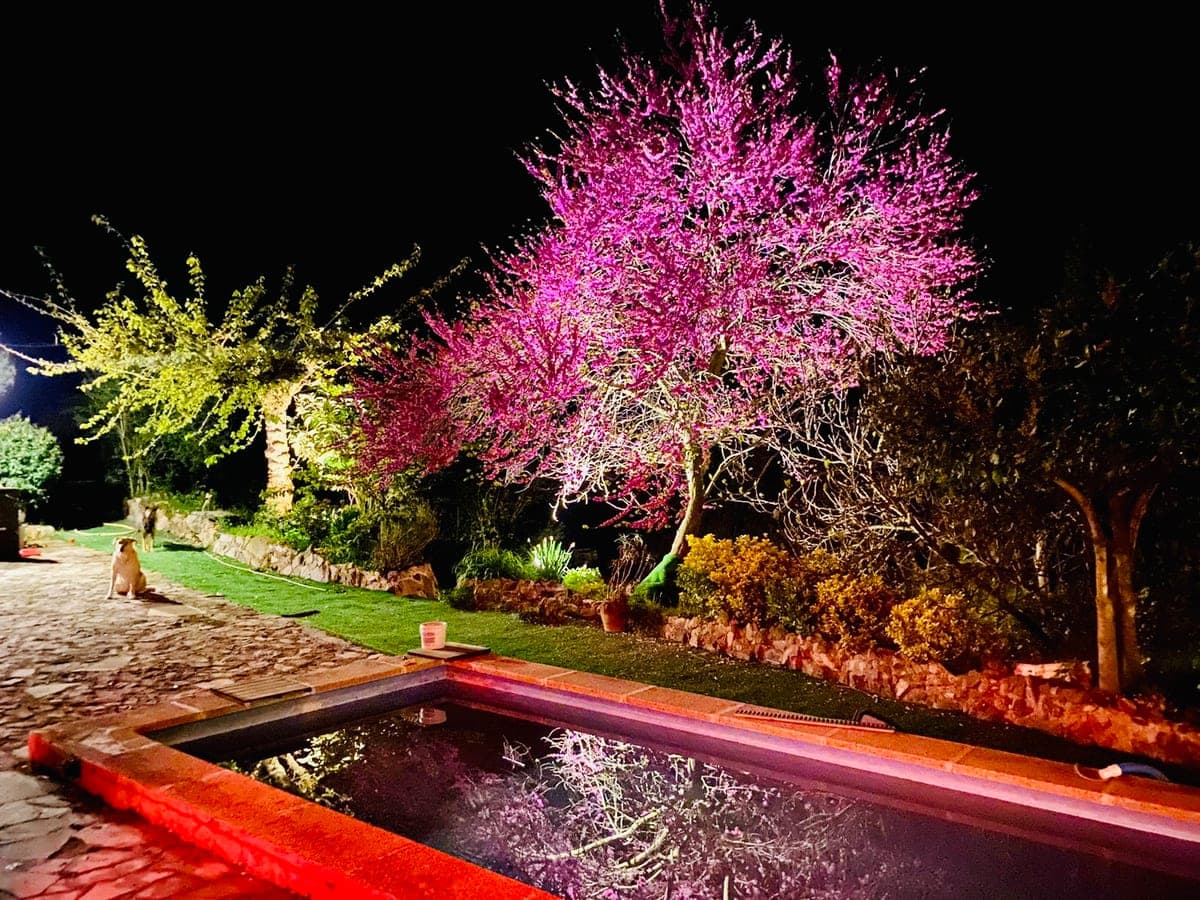 A blossom tree floodlit above the pool at night.