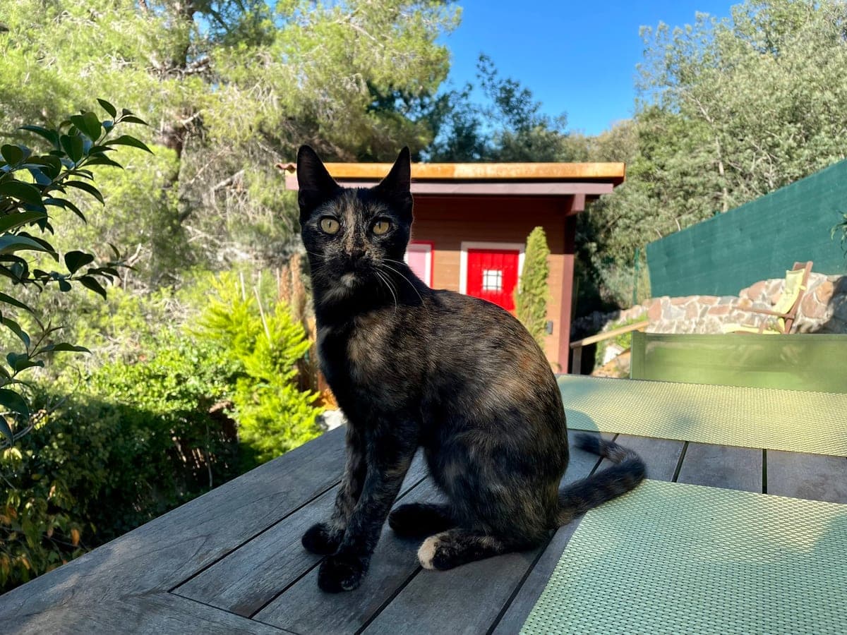 One of the cats on the garden table, the sauna cabin and its red door behind.