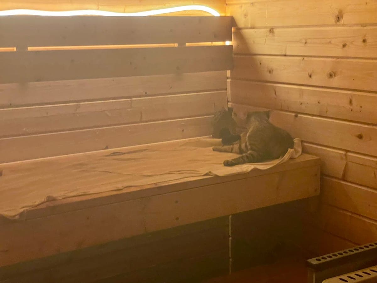 Two of the cats curled up on the sauna bench, the timber walls glowing in the light.