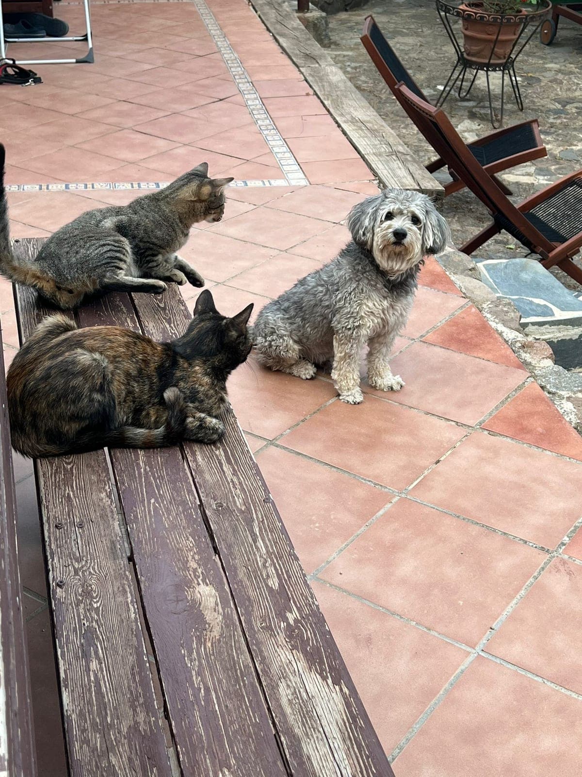 The tortoiseshell cat lying along the bench, the tabby on the boards above and behind it, and a small grey dog standing on the tiles below.