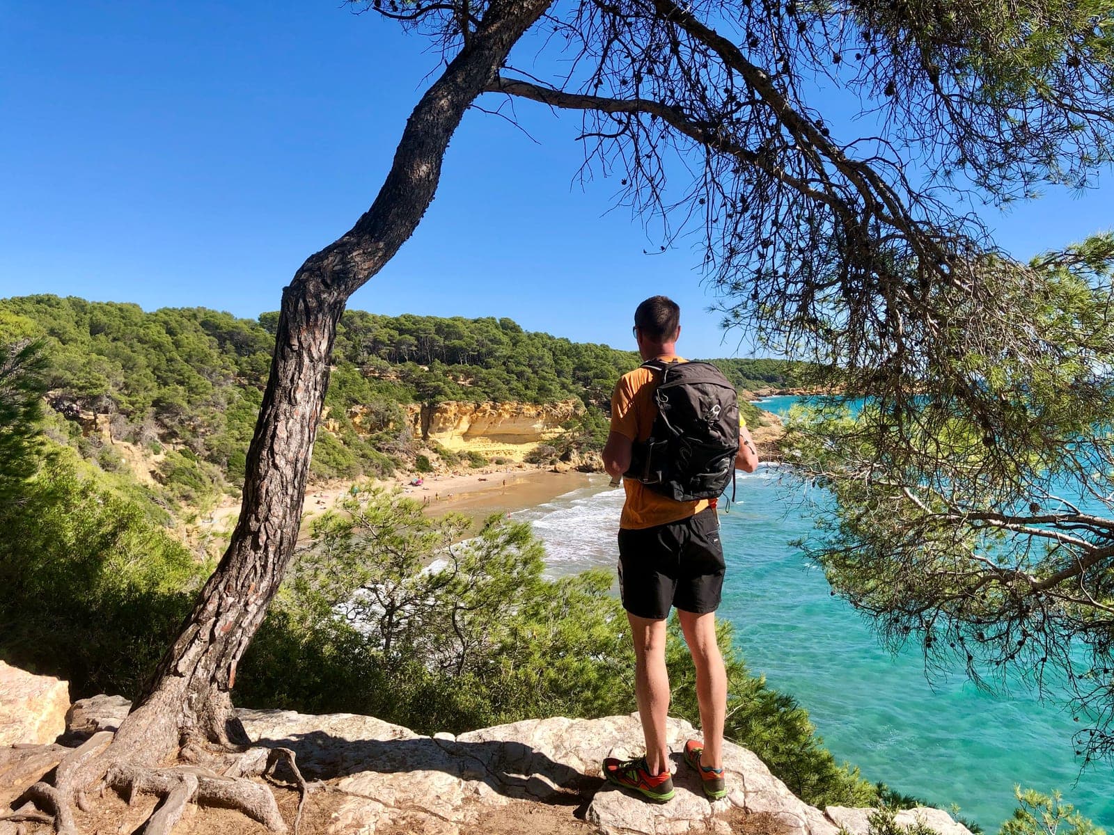 A cove of clear turquoise water below wooded cliffs, seen from a rocky outcrop under a pine.