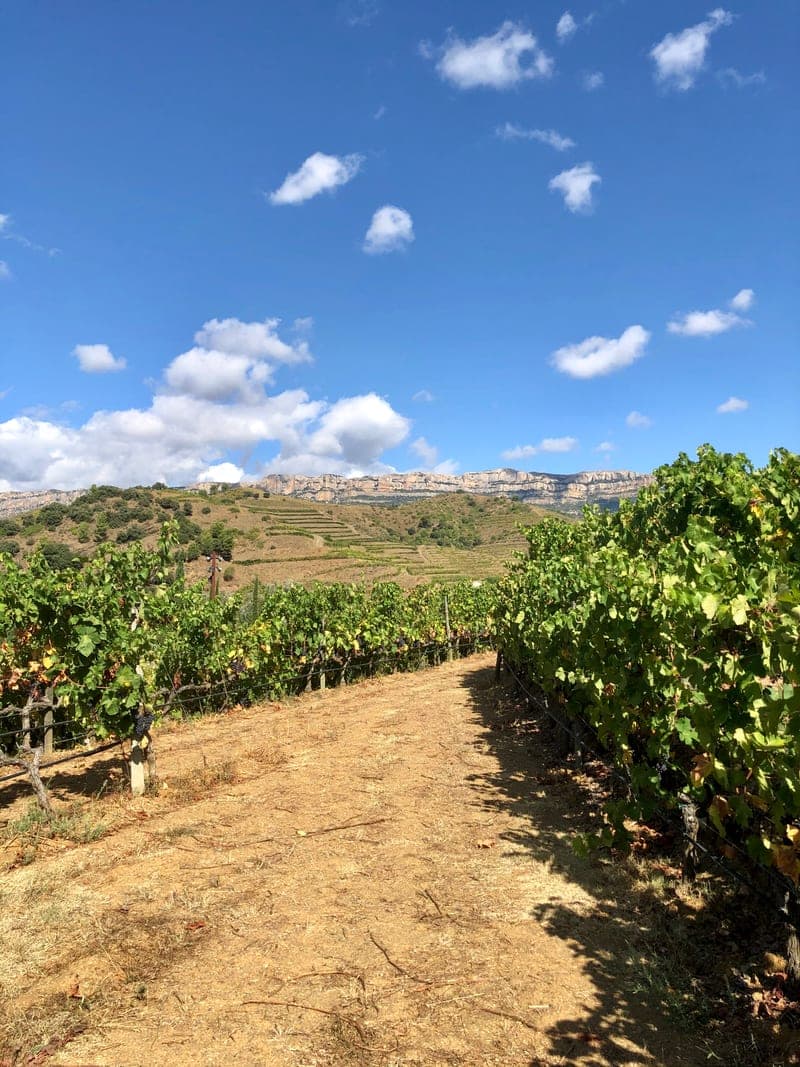 Terraced vineyard rows below the Montsant escarpment, in the Priorat.